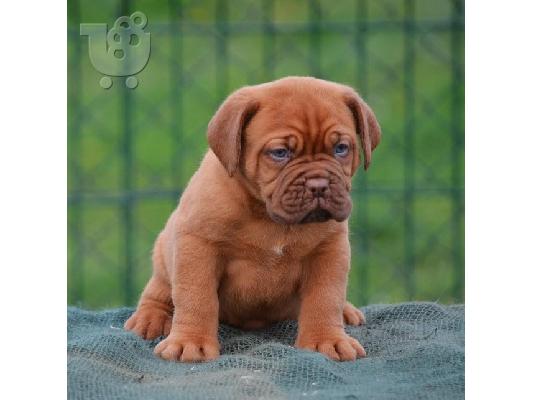 Dogue de Bordeaux